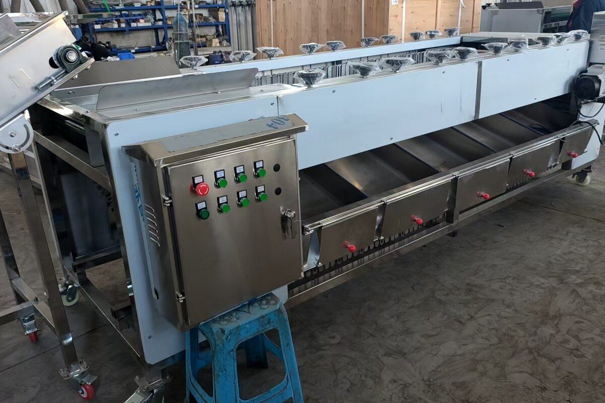 Manual inspection and grading section of the potato processing line